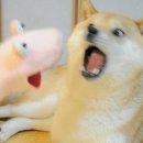 짱PC게임 이미지