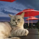 냥이파파 이미지