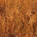 초이스패스 이미지