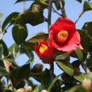 동백꽃마을 이미지