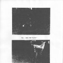 진도견나라 이미지