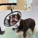 방울이네 펫살롱 이미지