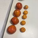 대봉상회 | 오늘아침(대봉감)/불로초 제주감귤 재오픈, 가격인상 안했으니 마지막까지 즐겨주세요~