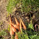 늘푸른농장2 | 잡채!!❤ 깨끗하고 조용한 독채 펜션 &#39;푸른뜰독채펜션&#39; 대추천 후기🌠 (체험농장, 그냥 여기로 오세요 제발)