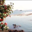 동백아가씨 이미지