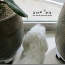 바비 애견샵 이미지