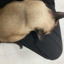 혜리콩 이미지
