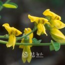 양구개느삼자생지 이미지