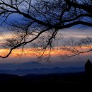 사랑나무 이미지