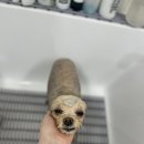 댕스티니 이미지