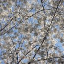 롯데쇼핑(주) 롯데마트 계양점 | 인천 벚꽃 명소 굴포천 벚꽃길 실시간 개화 상황