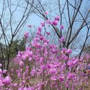 영남방 정기모임 천주산 산행 후기(상춘곡) 이미지