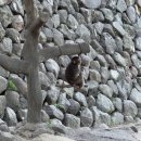 지도공원(관리사 옆) | 벳푸 아프리칸 사파리 및 다카사키야마 자연동물원 (feat. 쿠루쿠루 스시)