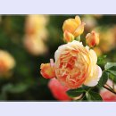 곡성-027 이미지