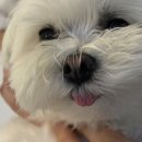 강아지대학로 이미지