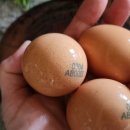 자연같이 팜 이미지