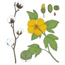 목화나라