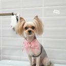 여주-0089 | 천안애견미용전문점 멍스타 요크셔테리어 애견미용(애견명:애기)