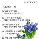 백향 이미지