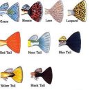 구피 카카오 검색결과