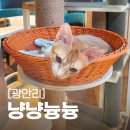 냥냥늉늉 이미지