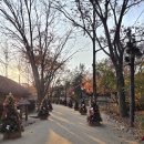 용인 한국민속촌 한국외대글로벌캠퍼스 명수당 메타세콰이어 단풍 이미지