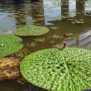 정양늪생태공원 이미지