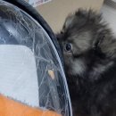 소망켄넬 이미지