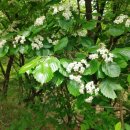 증산-014 이미지