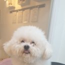 프로펫 애견 미용실 이미지