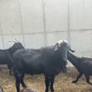 정훈농장 이미지