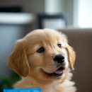 (주)종근당바이오 | 강아지유산균 모르면 후회