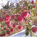 사과나무 이미지