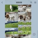 생글댕글 이미지
