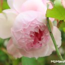 장미하우스 이미지