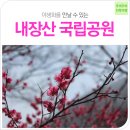 전북여행-내장산국립공원ㅣ겨울을 이겨낸 야생화, 정읍 내장산에서 만나는 봄의 꽃 이미지