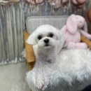 그루멍캡틴 이미지