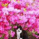 꽃냥이 이미지