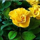 만두네 짜글이 이미지