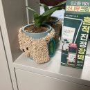내돈내산) 3월 올영세일) 라운드랩 소나무시카크림플러스 후기