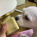 댕댕잡화점 | 구름이 황태파우더 먹방, 댕댕잡화점 반려동물 수제간식!
