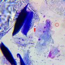 늘사랑 양한방 동물병원 이미지