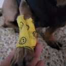 다원동물병원 이미지