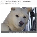 대청사슴 이미지