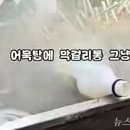 노점33