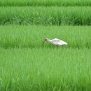 한가로이 이미지