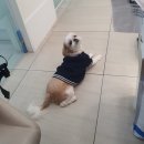베리굿동물병원