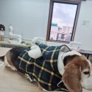 펫 디자인(강아지 옷 만들기) 이미지