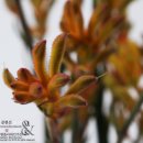 플로리스트자격 이미지