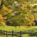 평화목장 이미지